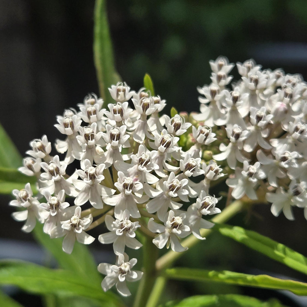 Asclepias texana (Texas Milkweed) - 5 Seeds