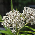Asclepias texana (Texas Milkweed) - 5 Seeds