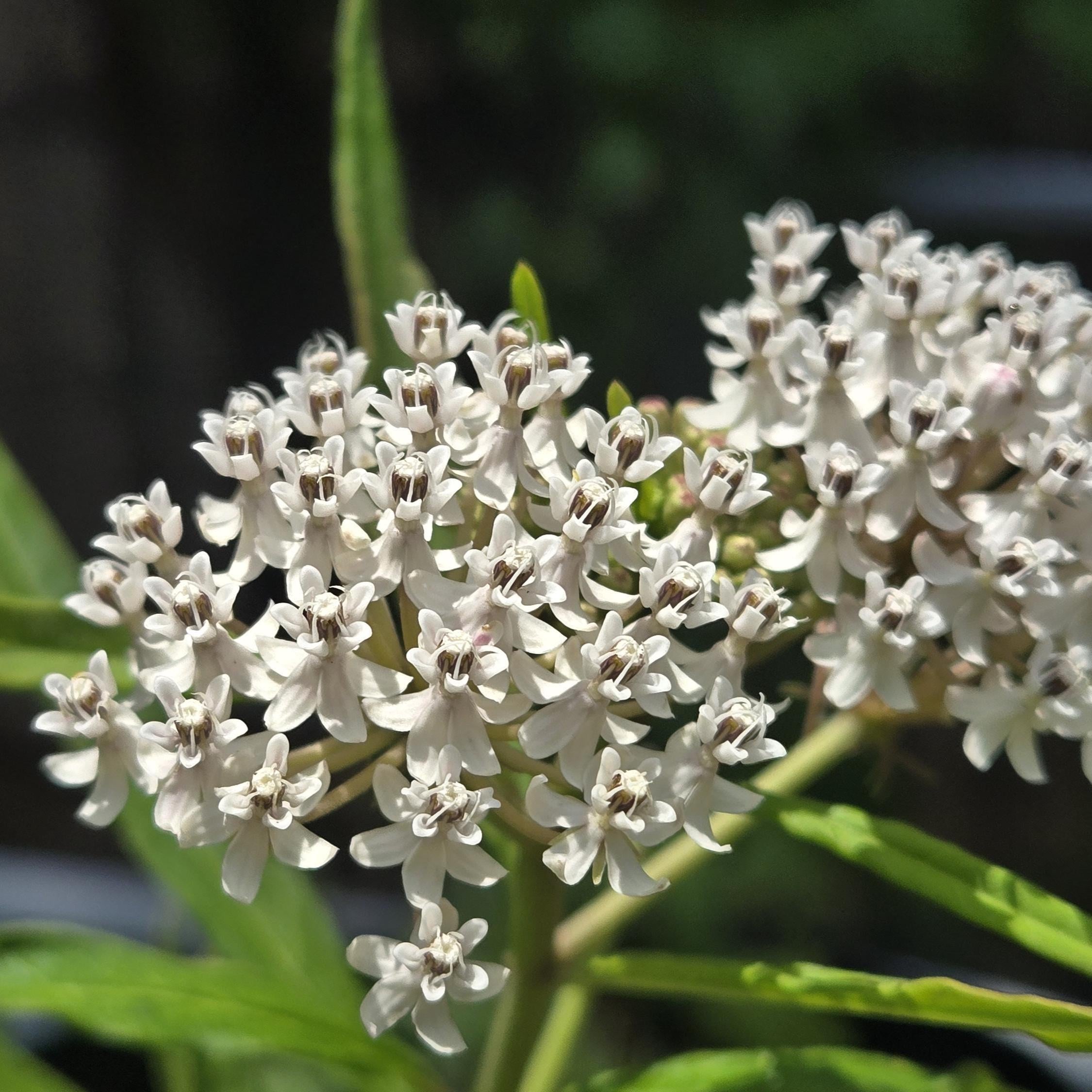 Asclepias texana (Texas Milkweed) - 10 Seeds