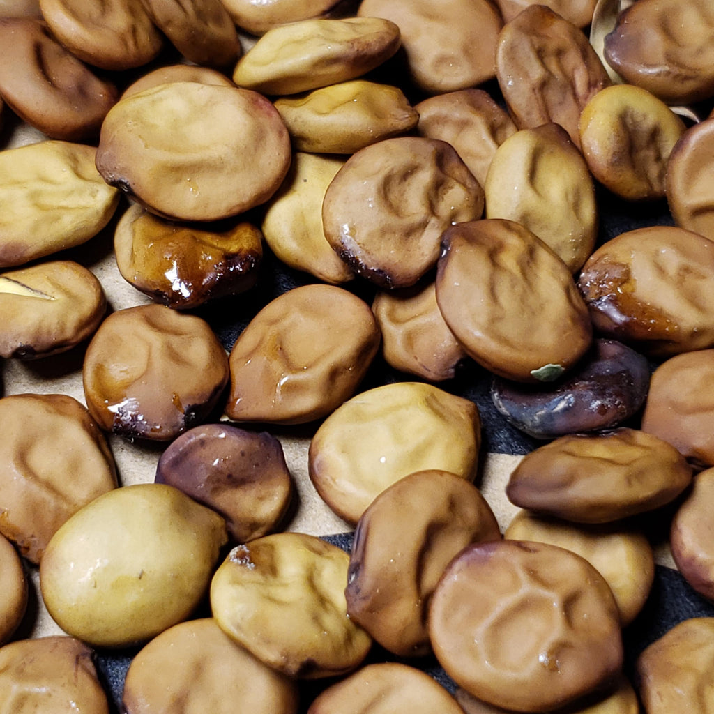 Myrospermum sousanum (Arroyo Sweetwood) - 10 Seeds