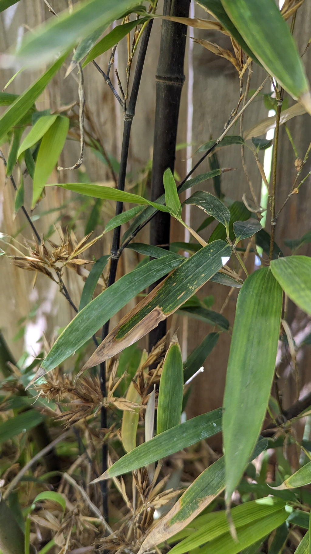 Phyllostachys nigra (Black Bamboo) Live Plant in 1 gallon pot