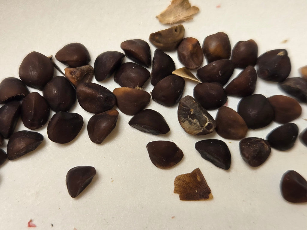 Ipomoea cordatotriloba (Tievine) - 20 Seeds