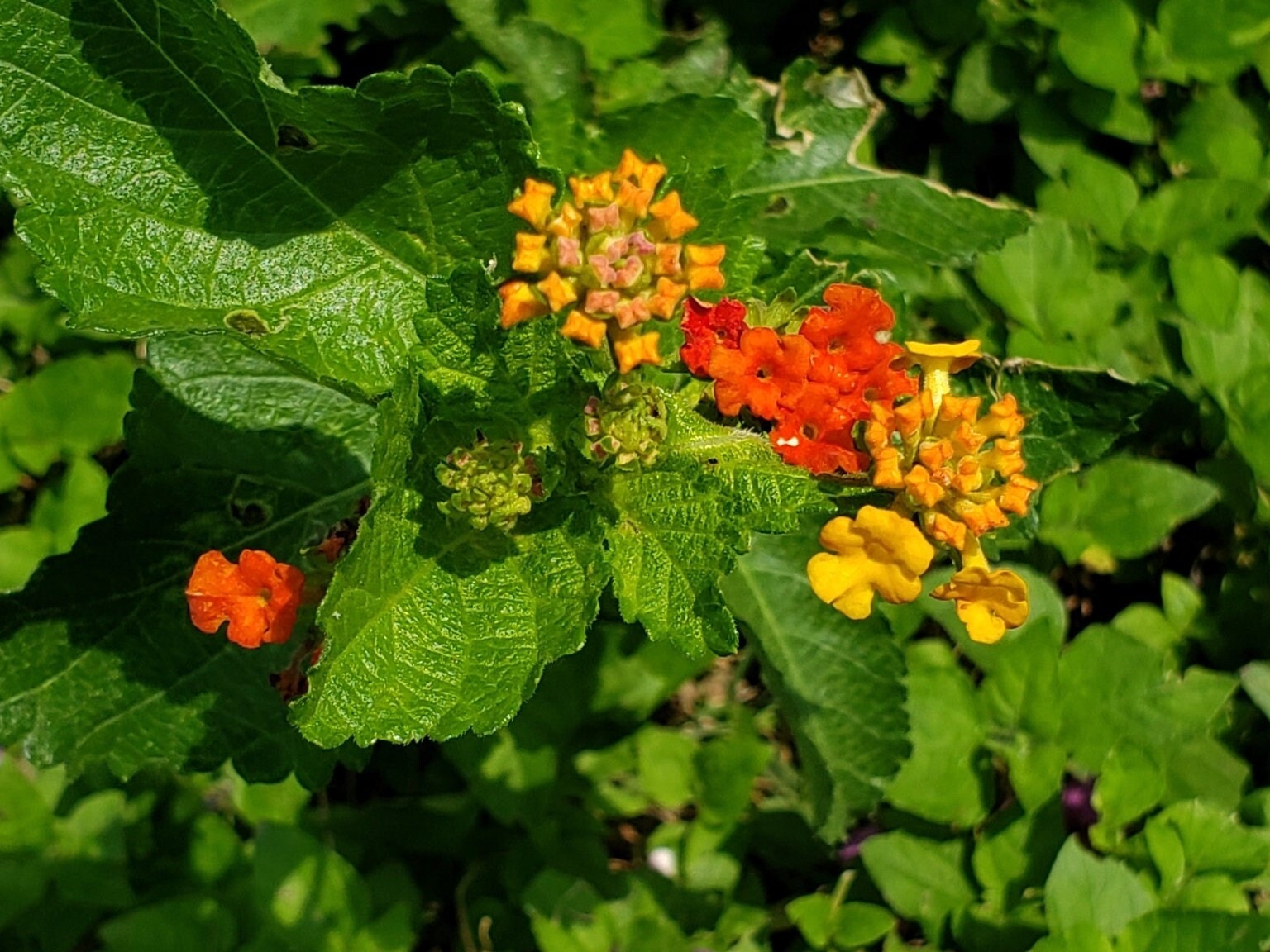 Lantana urticoides (Texas Lantana) Live Plant in 5" pot