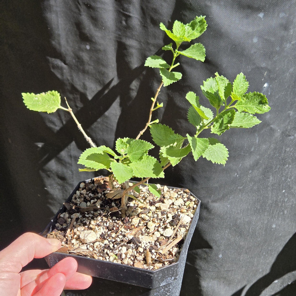 Lantana urticoides (Texas Lantana) Live Plant in 5" pot