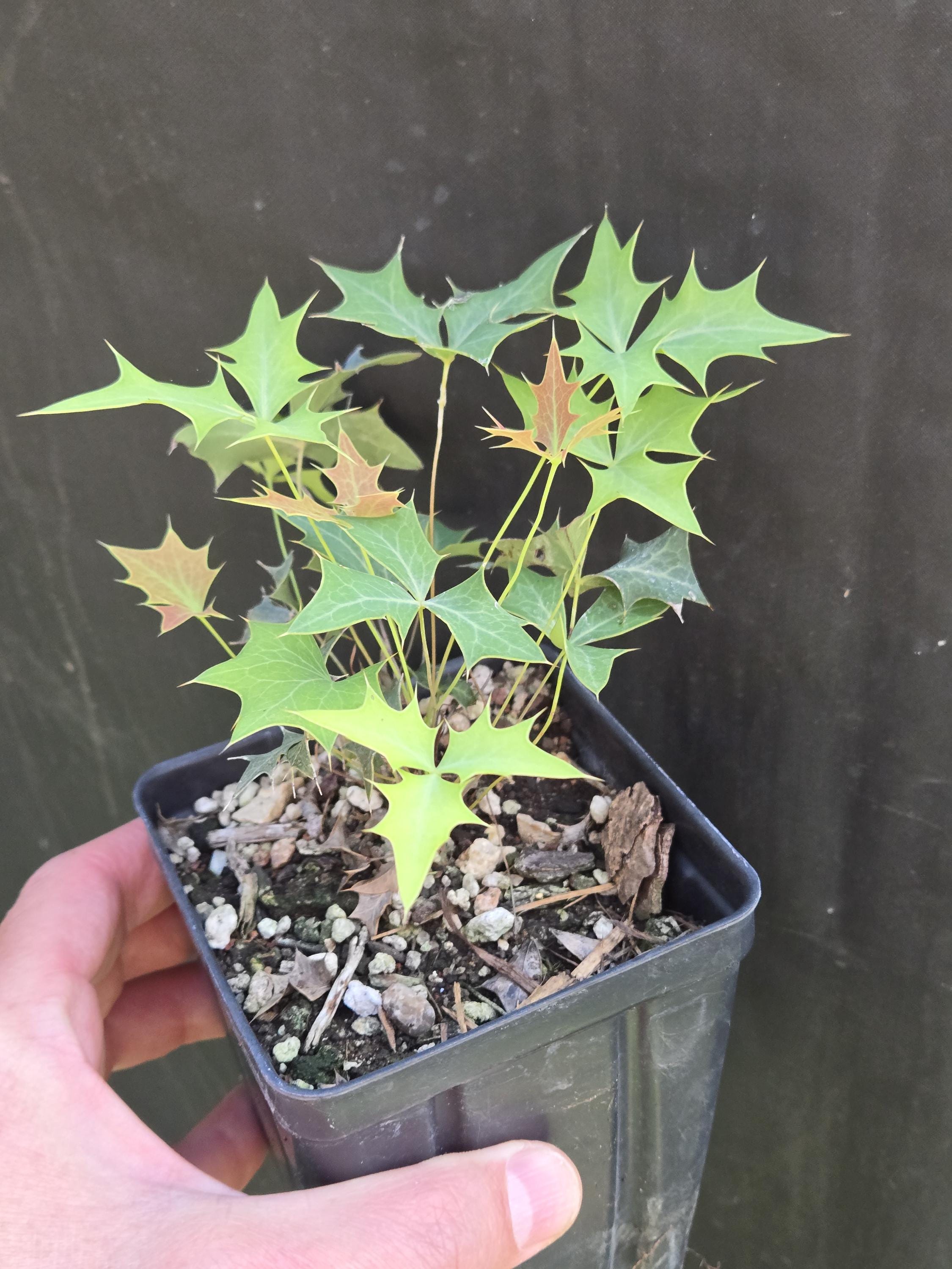 Berberis trifoliolata (Agarita) Live Plant in 3.5" pot