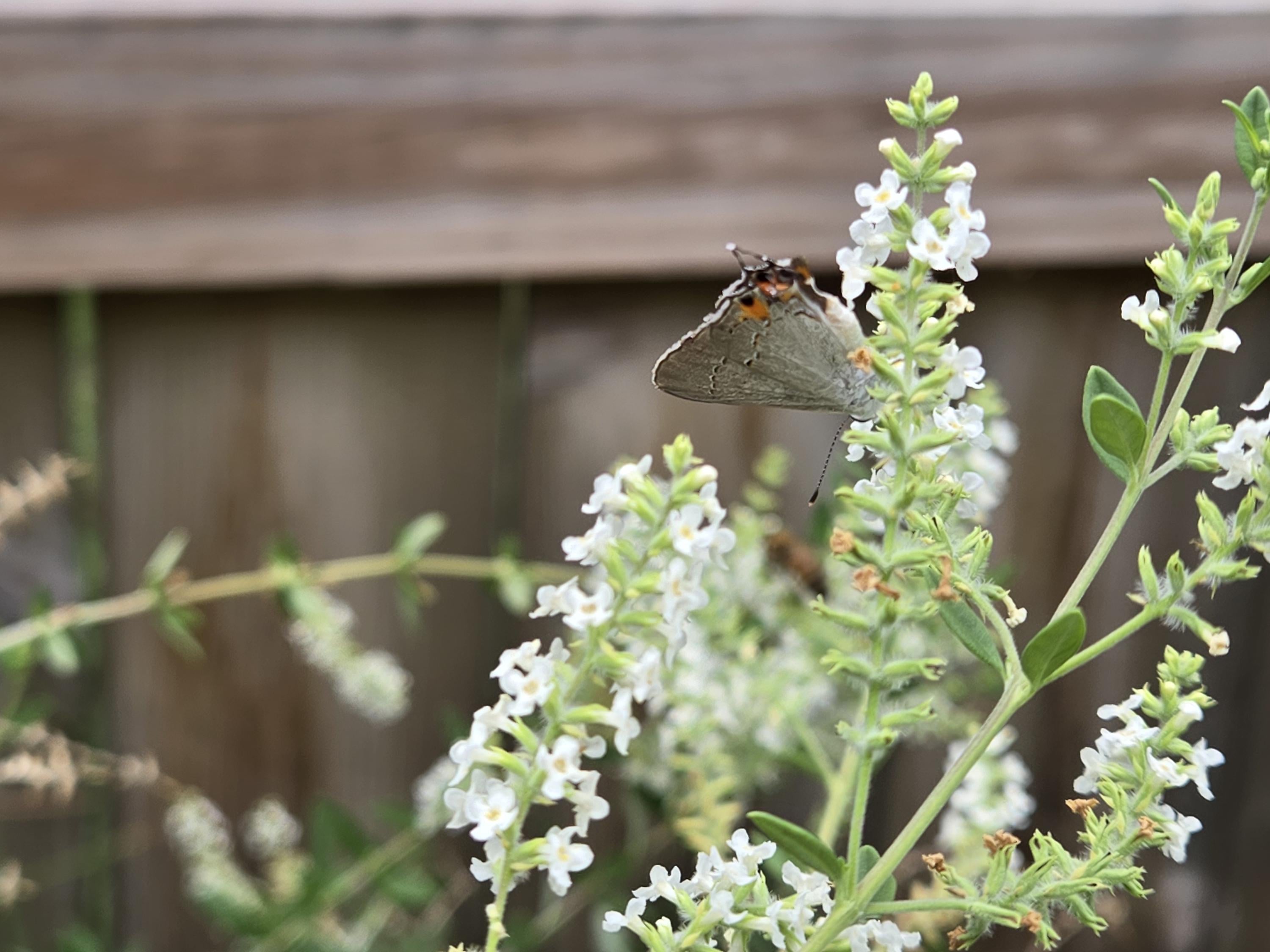 Aloysia gratissima (Whitebrush) Live Plant in 2 gallon pot