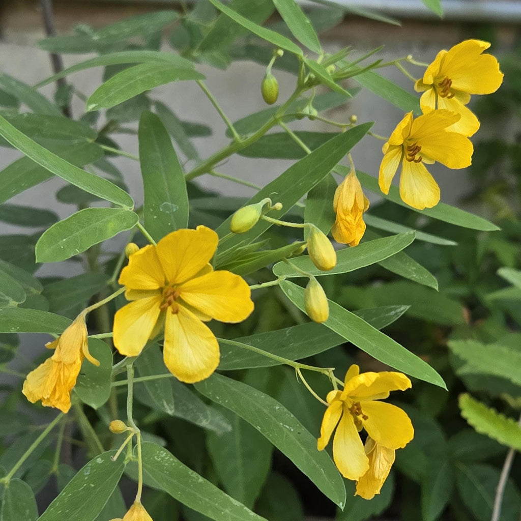 Senna roemeriana (Two-leaved Senna) - 10 Seeds