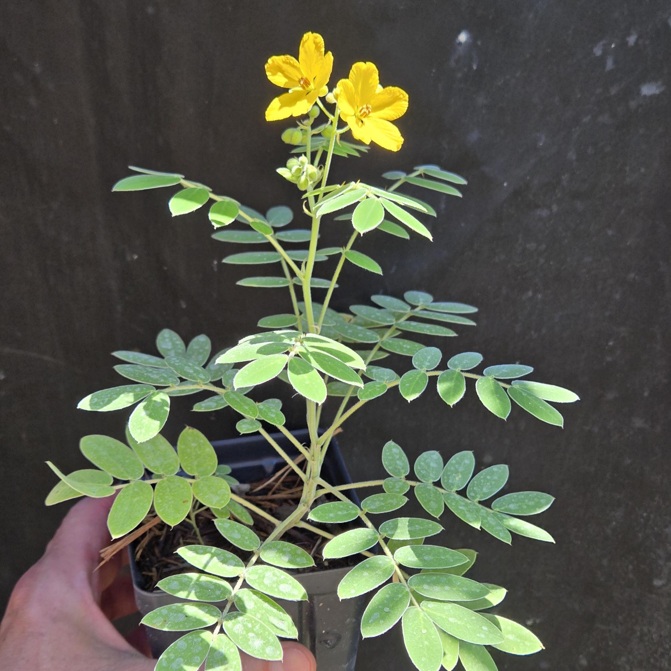 Senna lindheimeriana (Lindheimer's Senna) Live Plant in 3.5" pot