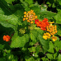 Lantana urticoides (Texas Lantana) - 30 Seeds
