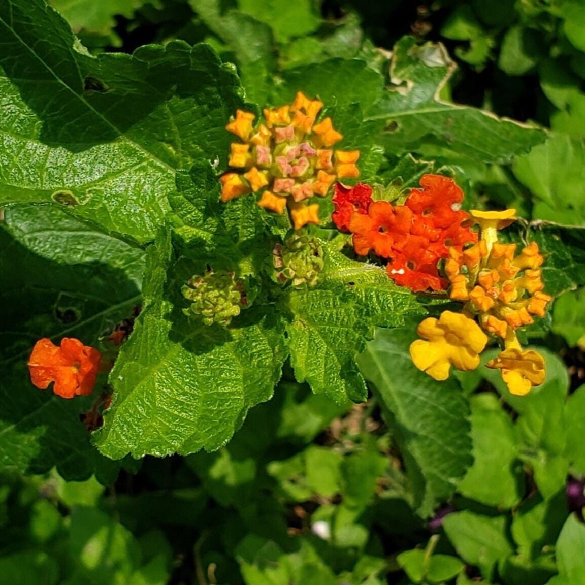 Lantana urticoides (Texas Lantana) - 30 Seeds