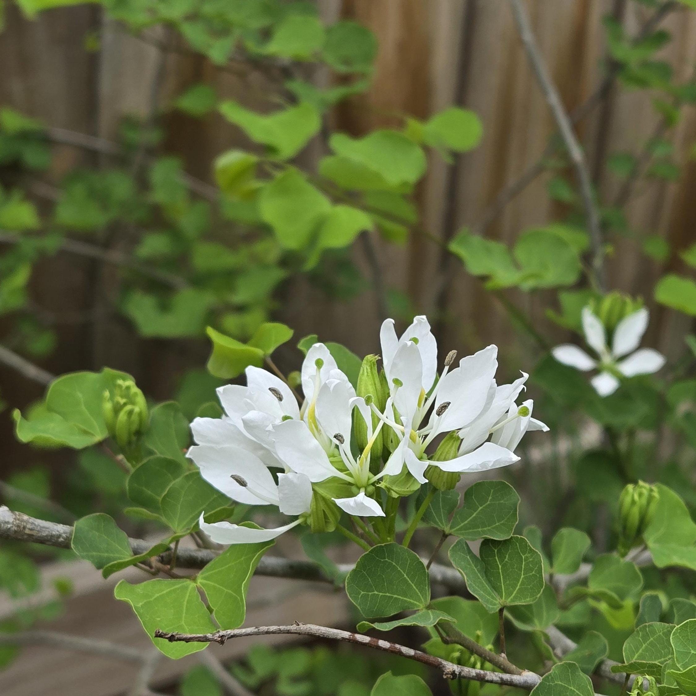 Bauhinia lunarioides (Anacacho Orchid) - Live Plant in 3.5" pot