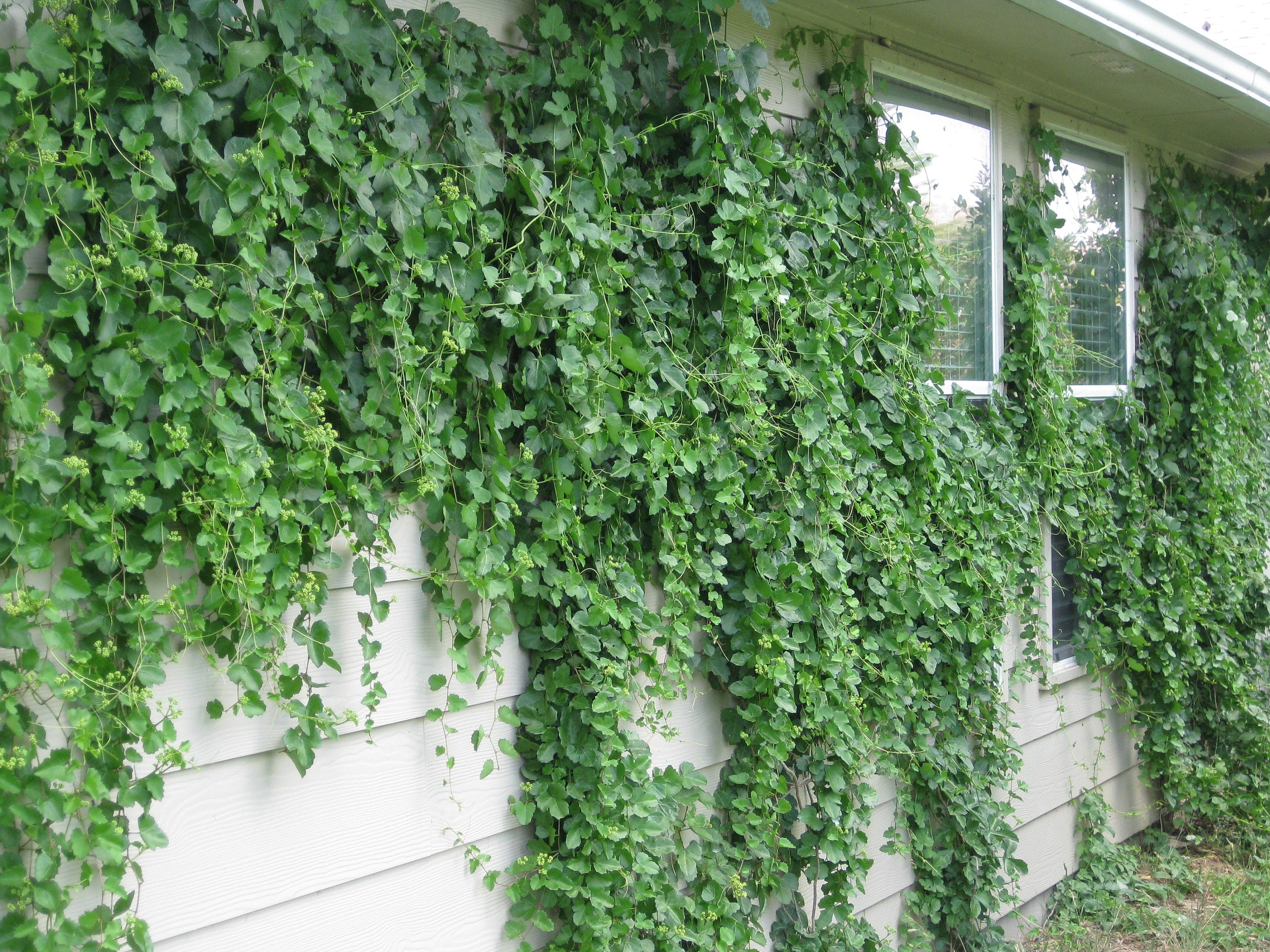 Cissus trifoliata (Sorrelvine) - 30 Seeds