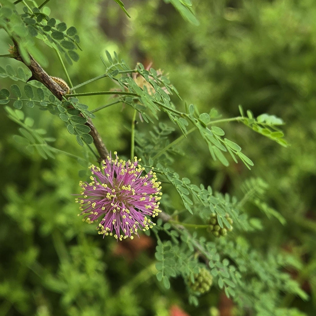 Mimosa borealis (Pink Mimosa) Live Plant in 3.5" pot