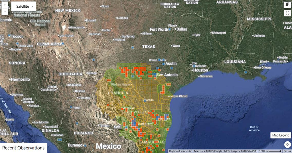 Mammillaria prolifera (Silver Cluster Cactus) - Live Plants in 8" bonsai pot