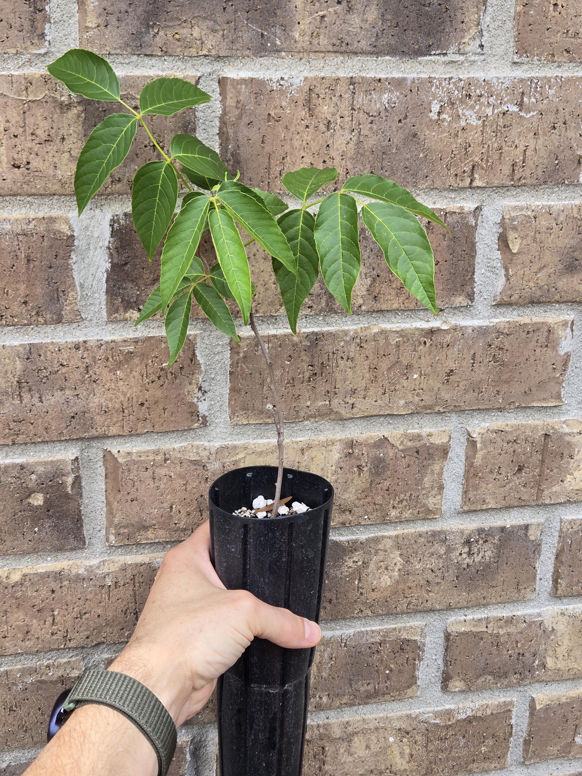 Ungnadia speciosa (Mexican Buckeye) Live Plant in 1 qt pot