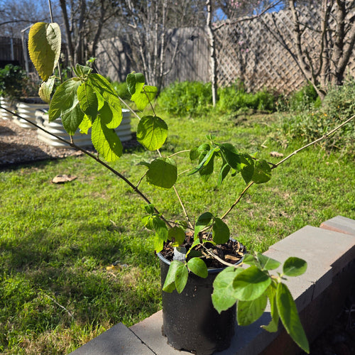 Aloysia virgata (Sweet Almond Bush) Live Plant in 1 gallon pot