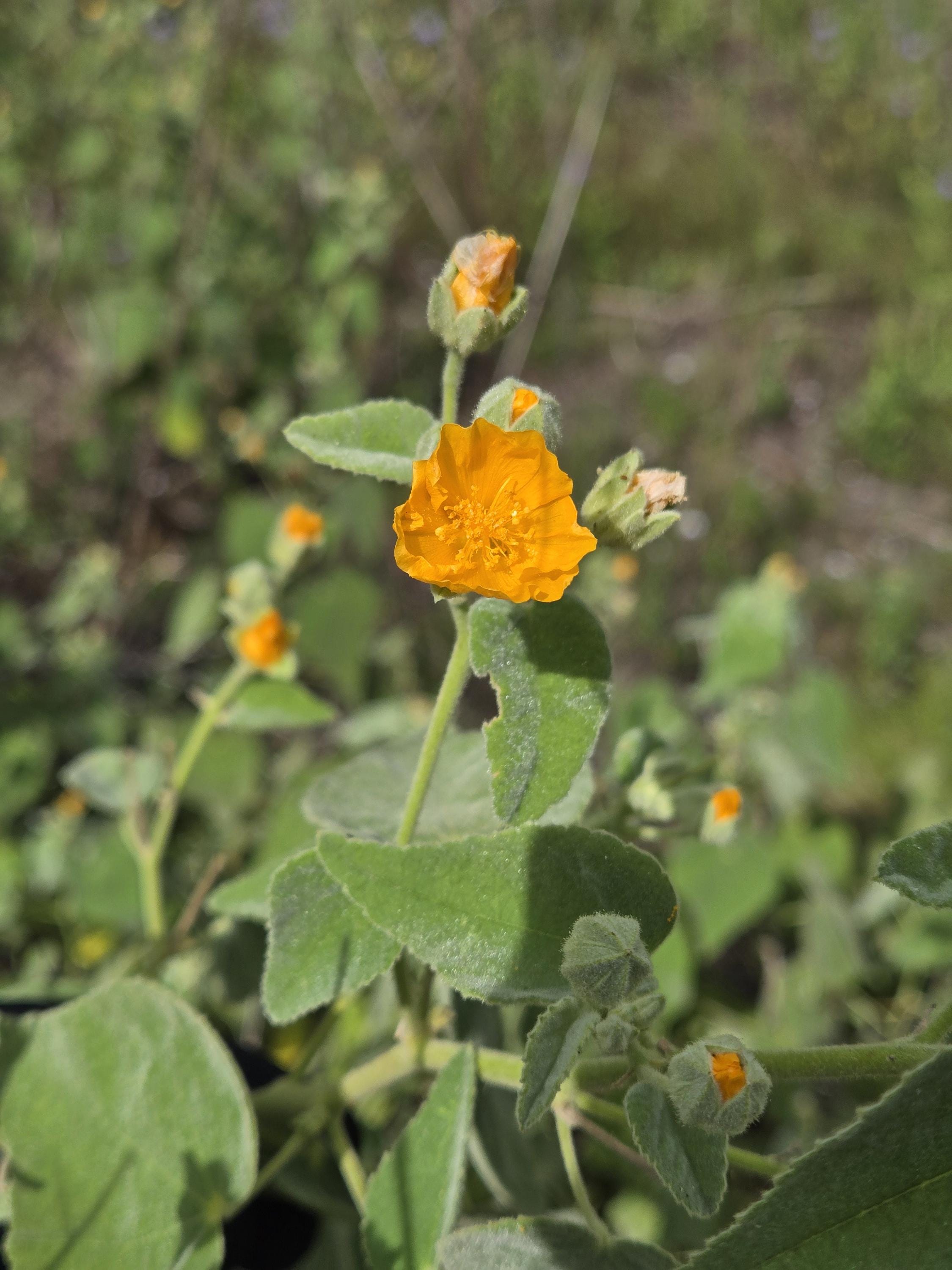 Allowissadula holosericea (Velvet-leaf Mallow) - Live Plant in 3.5" pot