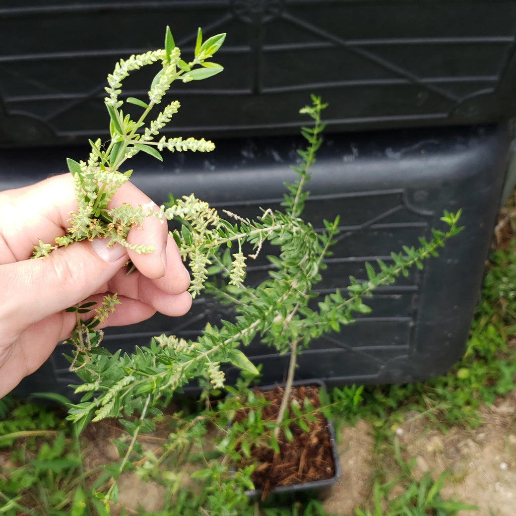 Aloysia gratissima (Whitebrush) Live Plant in 1 gallon pot