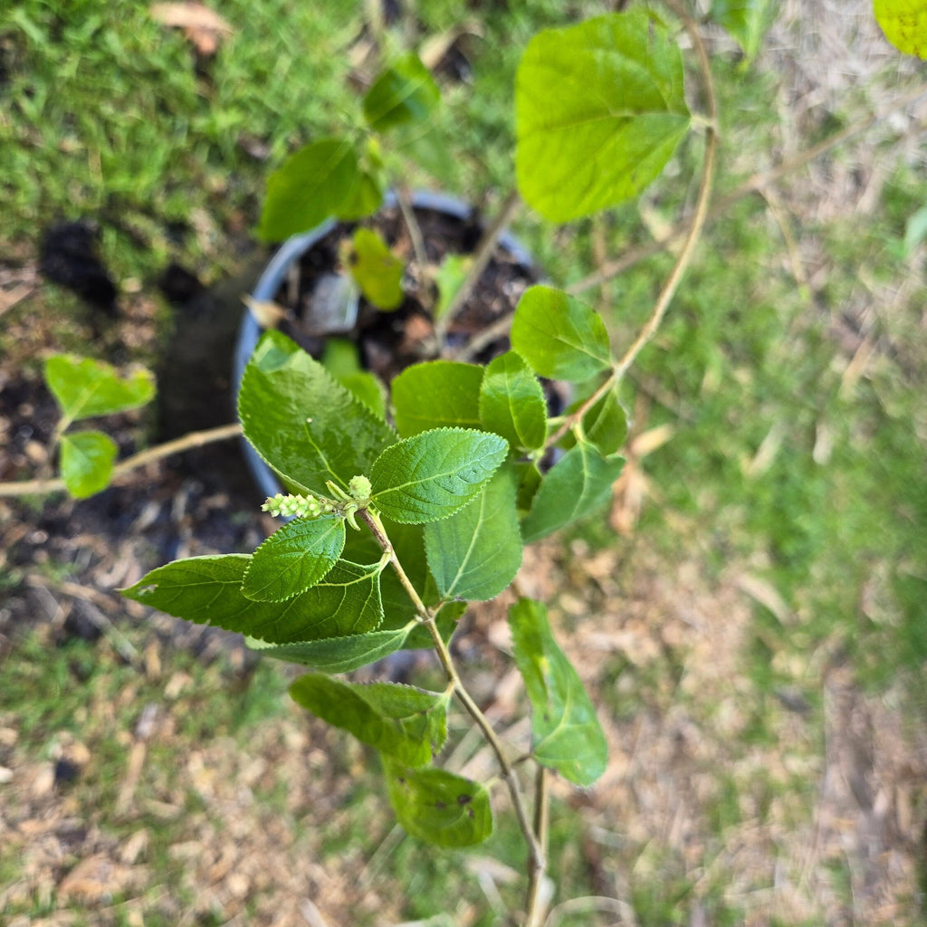 Aloysia virgata (Sweet Almond Bush) Live Plant in 1 gallon pot