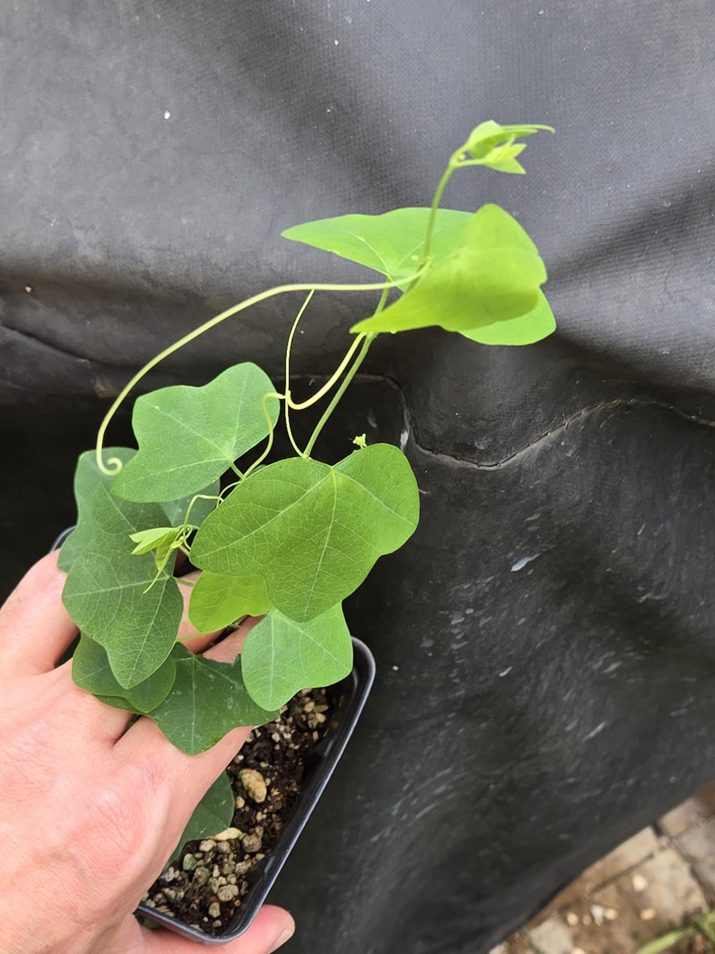 Passiflora lutea (Yellow Passionflower) Live Plant in 3.5" pot