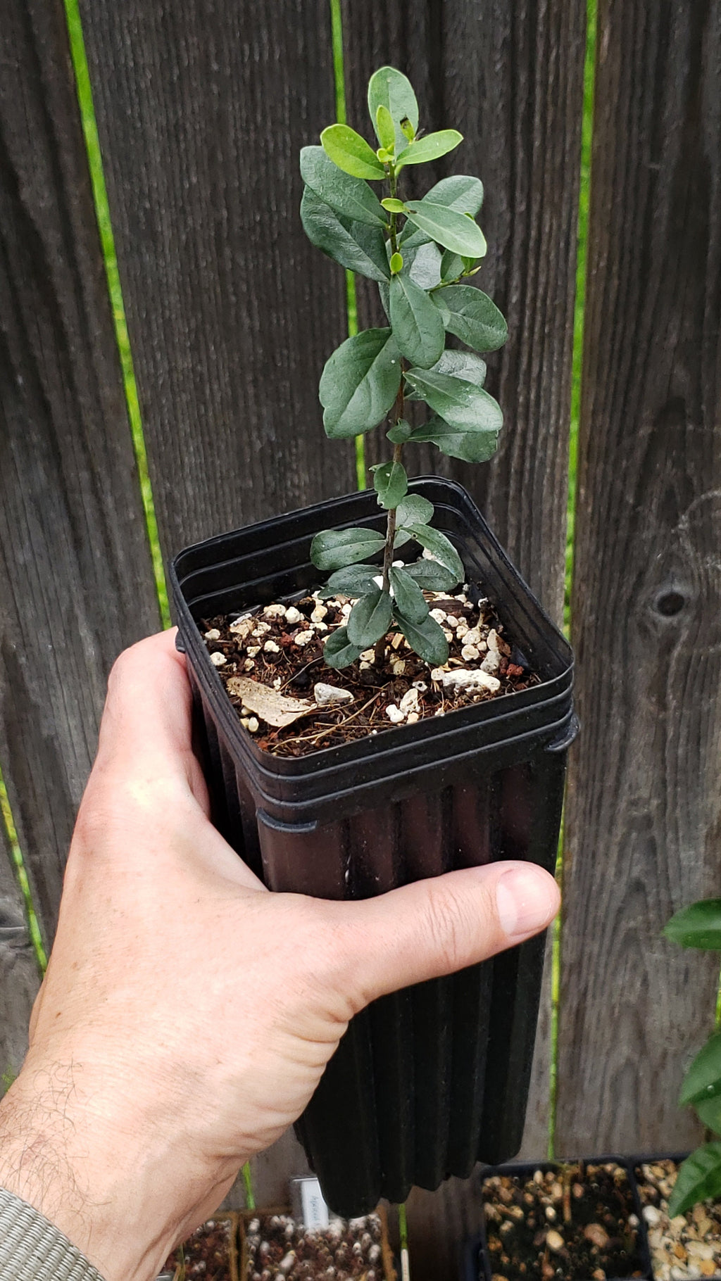 Diospyros texana (Texas Persimmon) Live Plant in half qt pot